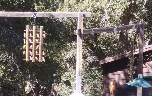 goldfinches on feeder