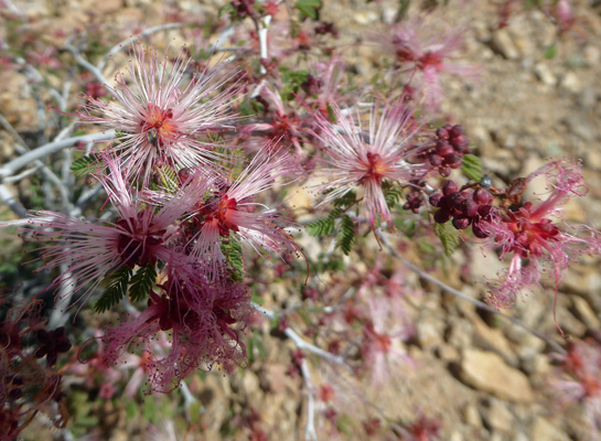 Fairy Dusters (Calliandra eriophylla)