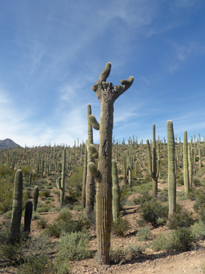 Saguaro cresta