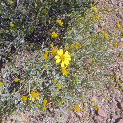 Brittlebush (Encelia farinose)