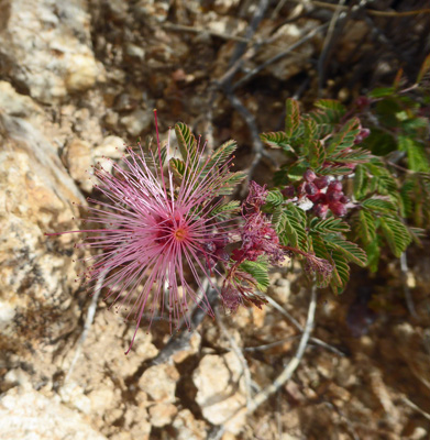 fairy dusters (Calliandra eriophylla)