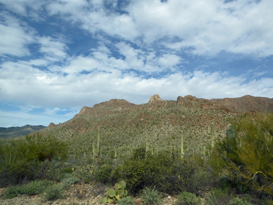 Saguaro National Park