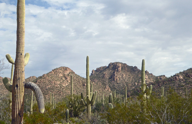 Saguaro National Park