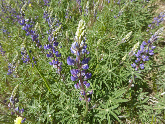 Coulter’s Lupine (Lupinus-sparsiflorus)