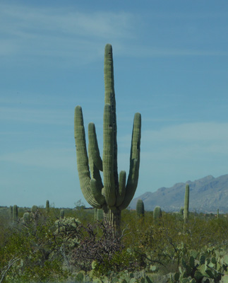 Saguaro cactus