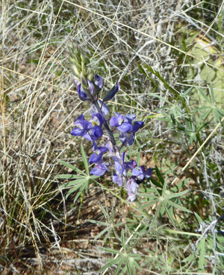 Coulter’s Lupine (Lupinus sparsiflorus)
