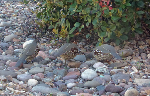 Gamble's Quail