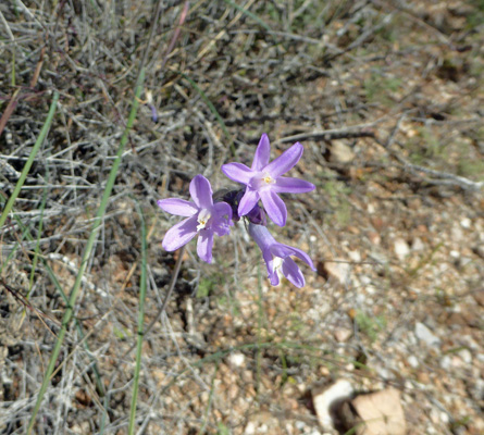 California Gila (Gilia achilleifolia)