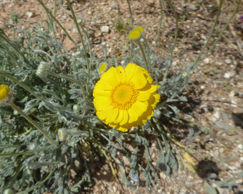 Desert Marigolds (Baileya multiradiata)