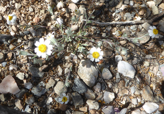Plains Blackfoot (Melampodium leucanthum)
