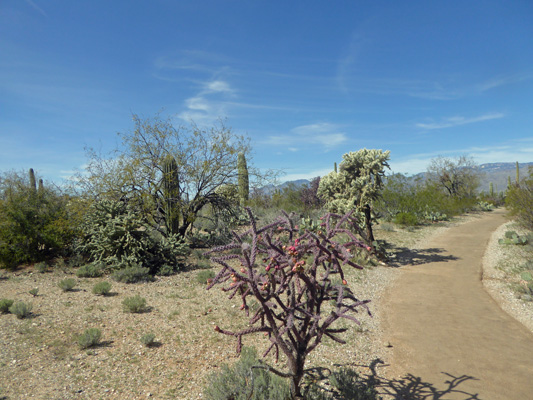 Cholla