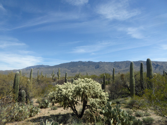 Saguaro NP East