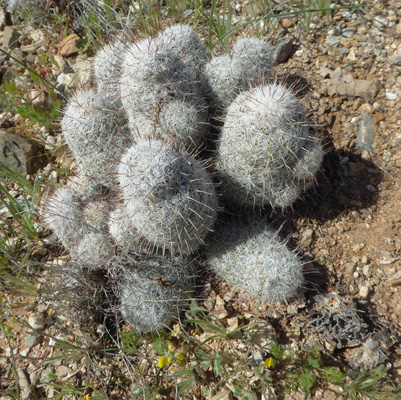 Fishhook Pincushion Cacti