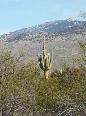 Big old saguaro cactus