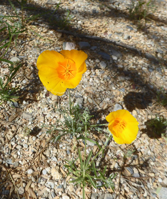 California Poppies (Eschscholzia californica)