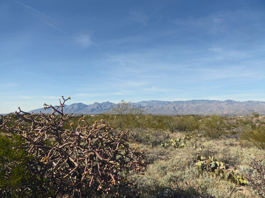 Saguaro NP East