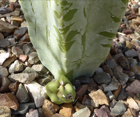 Totempole cactus with offshoot