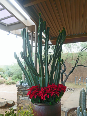 poinsettias and cacti