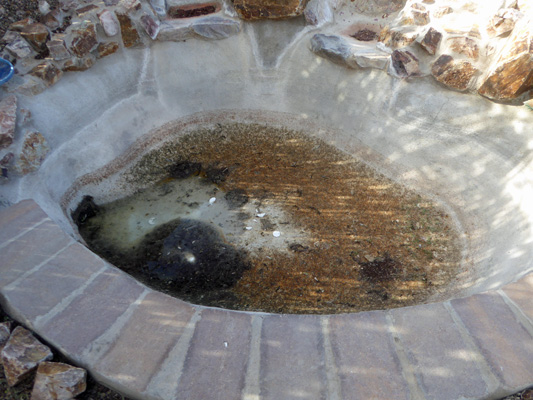 Dried Algae in pond