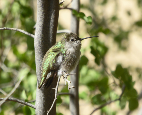 hummingbird fluffed up