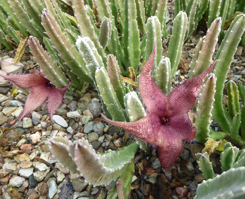 stapelia flowers