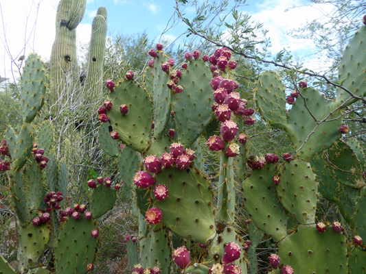 prickley pears