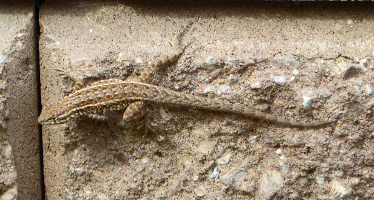 Clark’s Spiny Lizard