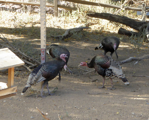 Wild turkeys