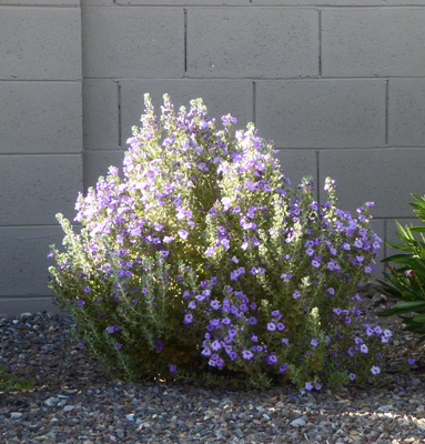 Texas Sage "Lynn's Everlasting"