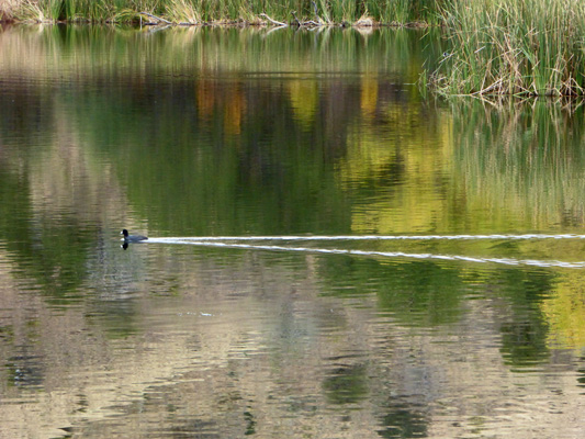 American Coot