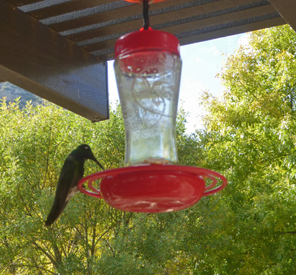 Hummingbird