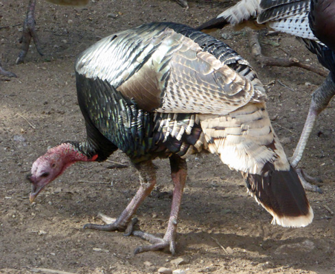 Wild turkey