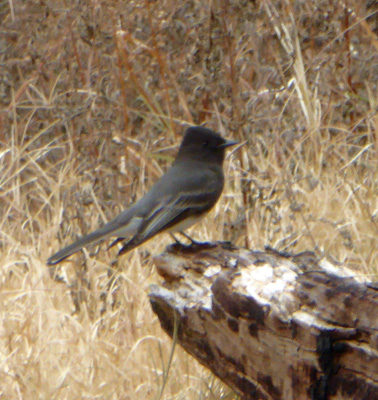 Black Phoebe