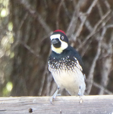 acorn woodpecker