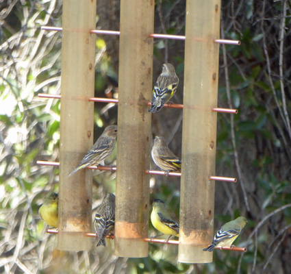 Pine siskins and lesser goldfinches