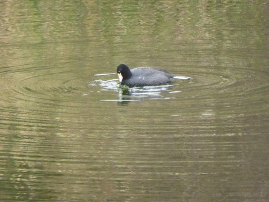 American Coot