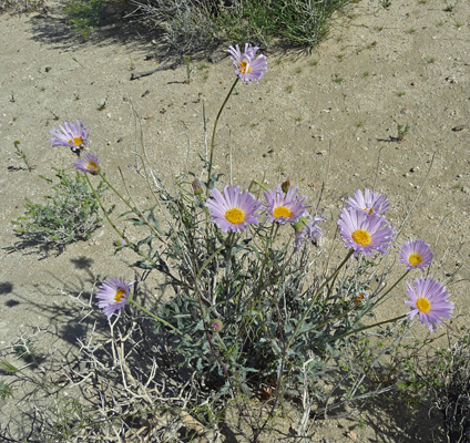 Mojave Asters (Xylorhiza tortifolia)