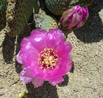 Beavertail Cactus flower