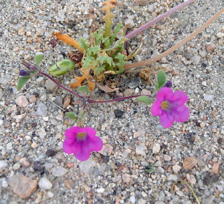 Desert Purplemat (Nama demissum var. demissum)