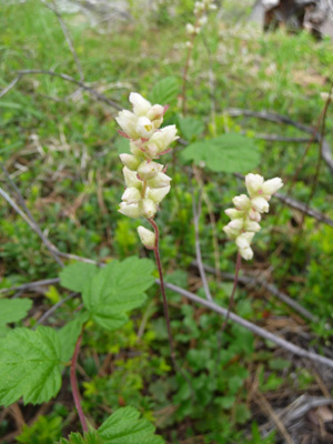 Heuchera racemosa