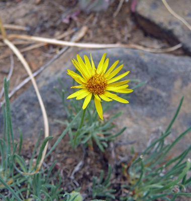 Desert Yellow Daisy (Erigeron linearis)