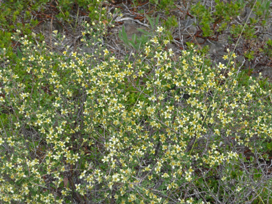 Unknown shrub blooming on Meeks Table trail