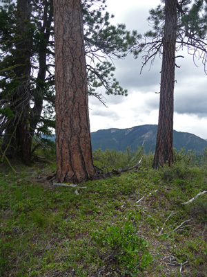 Ponderosa Pines on Meeks Table