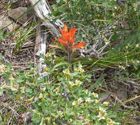 Indian Paintbrush Meeks Table