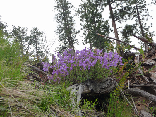 Penstemon on trail near Meeks table