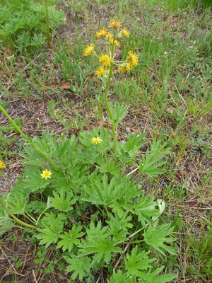 Unknown wildflower