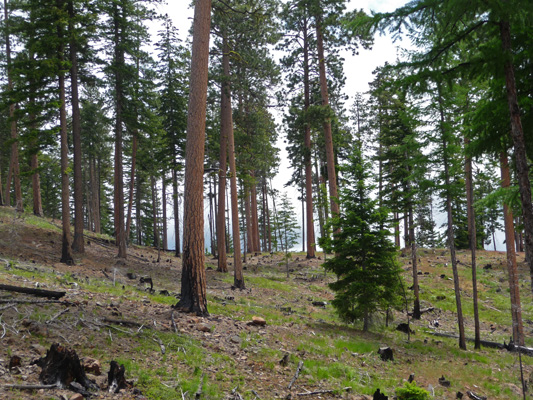 Ponderosa Pines near Meeks Table WA