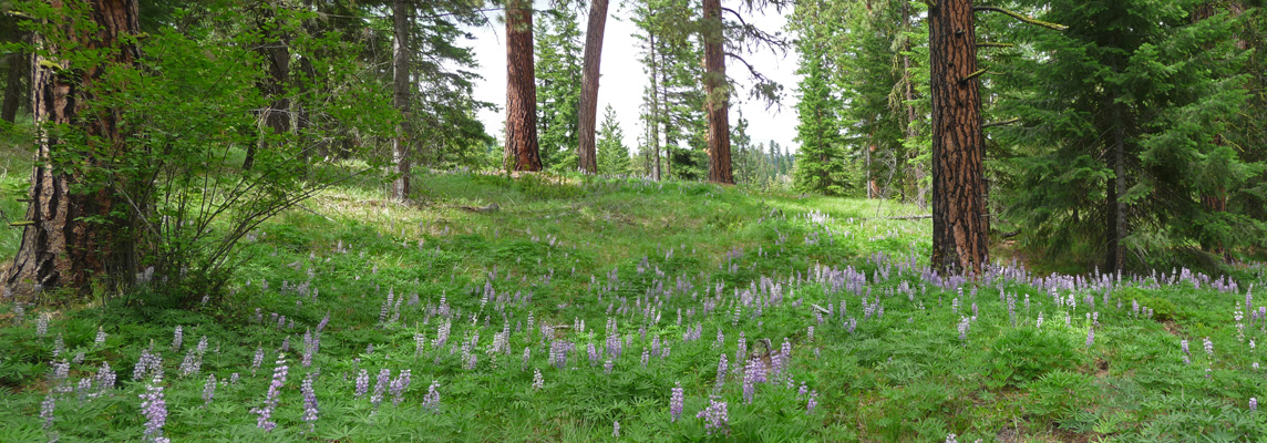 Lupine blooming on Ponderosa Pine forest floor