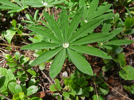 Lupine with dewdrop