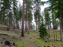 Ponderosa Pine Forest